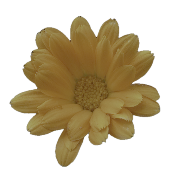 calendula flower